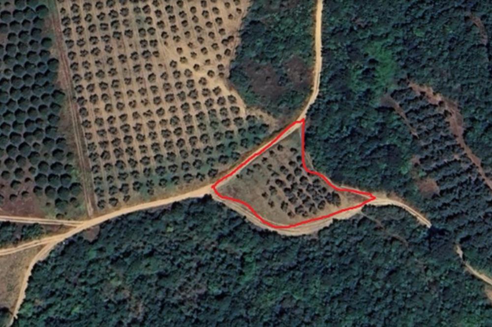 KARACABEY EKİNLİ MAHALLESİNDE YATIRIMLIK SATILIK ZEYTİNLİK